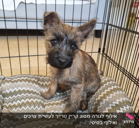 גור כלבים בכלוב אילוף על מיטה מרופדת